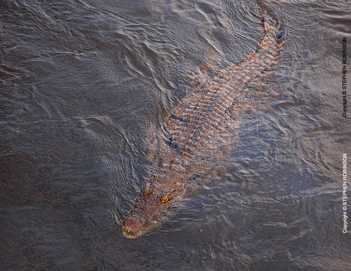 129_RC.6596-Nile-Crocodile-swimming-above-Zambezi