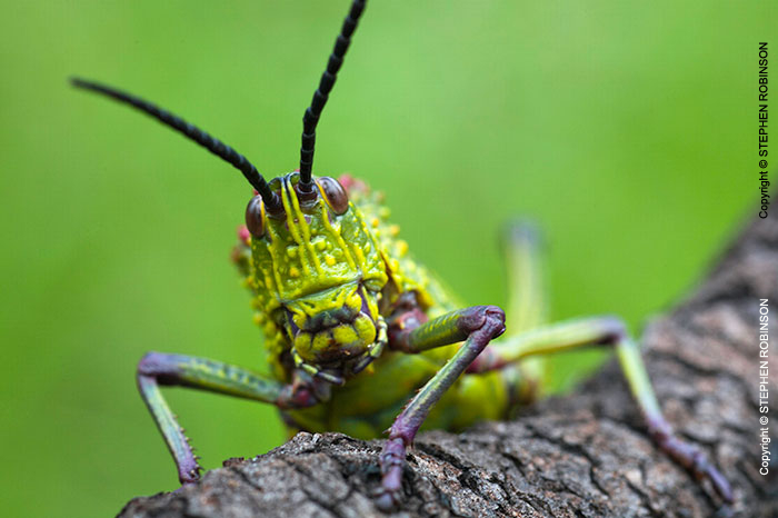 137_IG.4848-Pyrgomorphid-Grasshopper-N-Zambia-