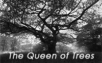 PhotoMail No 4 - 2015: Africas Queen of Trees