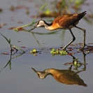 007_Page4-B16J.0692-African-Jacana-(imm)-