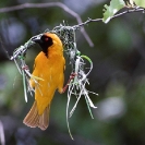 008_Page6-B44W.50-Masked-Weaver-Nest-Building