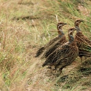 Group 12 - Birdlife