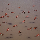 013_Page16-B27C.0648-Carmine-Bee-eaters-in-flight