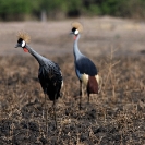 014_Page18-B17C.1186-Grey-Crowned-Cranes