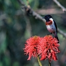 015_Page20-B37.10-Stonechat-Male