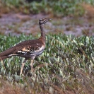 Group 12 - Birdlife