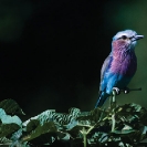 017_Page24-B29R.28-Lilac-breasted-Roller