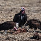 018_Page26-B10.1147-Lappet-faced-&-Hooded-Vultures