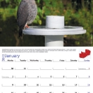 003_Page1+2-Jan-B12.8533--Lizard-Buzzard