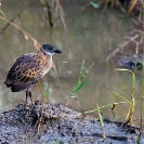 Group 13 - Birdlife