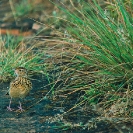 Group 13 - Birdlife