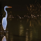 Group 13 - Birdlife