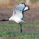 011_Page12-June-B7I.0820-Sacred-Ibis