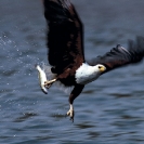 012_Page14-July-B11F.214-African-Fish-Eagle