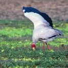 013_Page16-Aug-B7S.0786-Yellow-billed-Stork