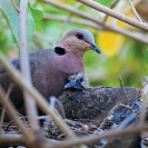 Group 13 - Birdlife