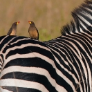 015_Page20-Oct-B42O.0756-Red-billed-Oxpeckers