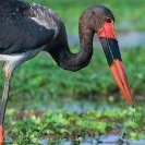 018_Page26-Jan2013-B7S.0800-Saddle-billed-Stork