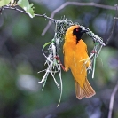 002_B44W.50-African-Masked-Weaver-Nest-Building