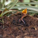 004_B37.8097-Heuglin's-Robin-nestling