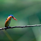 006_B28.45-Malachite-Kingfisher-Alcedo-cristata