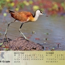 Group 16 - African Birdlife