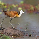 012_B16J.0714-African-Jacana-Actophilornis-africanus