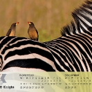 Group 16 - African Birdlife