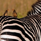 014_B42O.0756-Yellow-billed-Oxpeckers-Buphagus-africanus