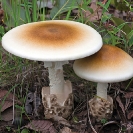 016_Pg7-Edible-Mushroom-Tente-Amanita-zambiana