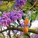 022_Pg10-Jacaranda-Jacaranda-mimosifolia-flowers-&-fruit