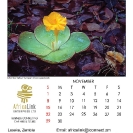 027_Artwork-Pg12-Nov-YellowTrumpet