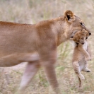 002_Artwork-Pg1-ML.1094-Lioness-&-New-born-Cub-sfw