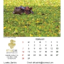 005_Artwork-Pg3-Feb-Hippo-in-Nile-Cabbage