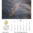 009_Artwork-Pg5-April-Crocodile