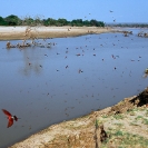 012_Artwork-Pg6-LZmE.328-Luangwa-River-&-Carmine-Bee-eater-Colony-sfw