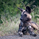 014_Artwork-Pg7-MDW.0885-Wild-Dog-at-roadside-sfw