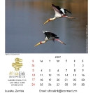 015_Artwork-Pg8-July-Yellow-billed-Storks