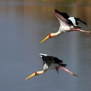 016_Artwork-Pg8-B7S.0683-Yellowbilled-Storks-in-Flight,-Mycteria-ibis-sfw