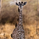 018_Artwork-Pg9-MG.1004V-Thornicroft's-Giraffe-Infant-sfw