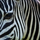 020_Artwork-Pg10-MZ.6589-Zebra-close-up-sfw