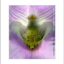 Fine Art Prints