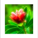 Fine Art Prints