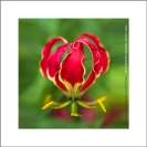 005_FP_5185VA-African-Christmas-Lily-Gloriosa-superba