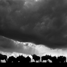 Africa - Landscapes B+W