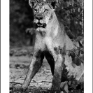 003_ML.515BW-Lioness-