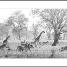 006_LZmE.BW.26.21C-Zebra-Flats-