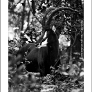 009_MAS.6178VABW-Sable-Antelope-Bull