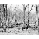 010_MR.BW.044-34A-EXTINCT-Luangwa-Valley-Black-Rhino-