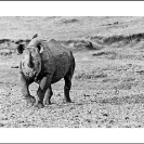 011_MR.BW.082-36-EXTINCT-Luangwa-Valley-Black-Rhino-